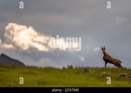 Étude de mouvement d'un chamois sur un pré de montagne dans les montagnes du Karwendel Banque D'Images