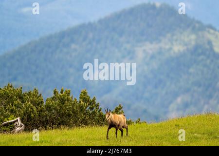 Étude de mouvement d'un chamois sur un pré de montagne dans les montagnes du Karwendel Banque D'Images