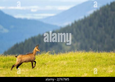 Etude de mouvement de deux chamois sur un pré de montagne dans le Karwendel, en arrière-plan plus de montagnes. Banque D'Images