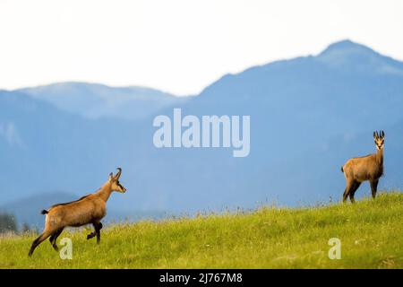 Etude de mouvement de deux chamois sur un pré de montagne dans le Karwendel, en arrière-plan plus de montagnes. Banque D'Images