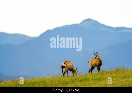 Etude de mouvement de deux chamois sur un pré de montagne dans le Karwendel, en arrière-plan plus de montagnes. Banque D'Images