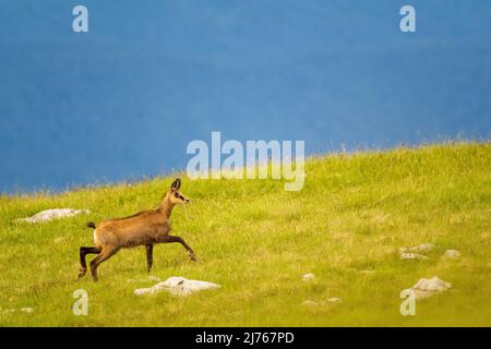 Etude de mouvement de deux chamois sur un pré de montagne dans le Karwendel, en arrière-plan plus de montagnes. Banque D'Images