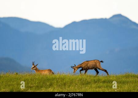 Etude de mouvement de deux chamois sur un pré de montagne dans le Karwendel, en arrière-plan plus de montagnes. Banque D'Images