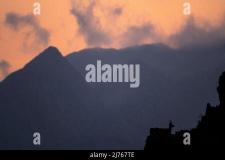 Une chamois sentinelle en soirée brille sur un front de roche escarpé dans le Karwendel après le coucher du soleil. Seule l'ombre ou le contour de l'animal est visible. Banque D'Images