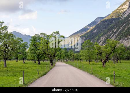 La route à travers le Großer Ahornboden dans le Karwendel, près de l'Engalm en direction de Hinterriss, Tyrol, dans les Alpes autrichiennes en haute saison avec des érables verts. Banque D'Images