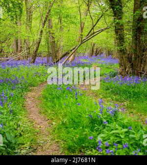 Sentier boisé menant aux Bluebells anglais en mai Banque D'Images