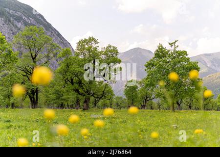 Un vieux érable au Großer Ahornboden à Karwendel, Tyrol. Prises par des fleurs colorées, elles se présentent comme des touches colorées de couleur, dans le fond de l'arbre. Banque D'Images