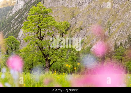 Un vieux érable au Großer Ahornboden à Karwendel, Tyrol. Prises par des fleurs colorées, elles se présentent comme des touches colorées de couleur, dans le fond de l'arbre. Banque D'Images