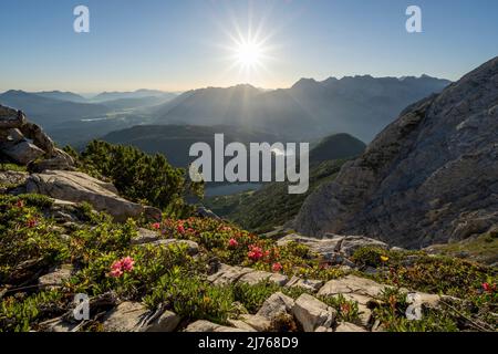 Roses alpines sur la pente du Wetterstein peu de temps après sunrise.in le fond le Karwendel et Werdenfelser Land, étoile du soleil et Ferchensee avec Lautersee, près de Mittenwald. Banque D'Images