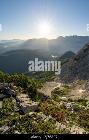 Roses alpines sur la pente du Wetterstein peu de temps après sunrise.in le fond le Karwendel et Werdenfelser Land, étoile du soleil et Ferchensee avec Lautersee, près de Mittenwald. Banque D'Images