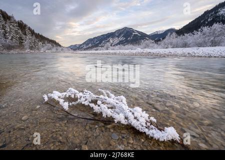 Le givre dans les prés d'Isar, dans l'eau qui coule au-delà est une branche avec des formations de glace, en arrière-plan les montagnes dans la direction du réservoir de Sylvenstein photographié et aiguisé tout au long de l'utilisation de mise au point gerbage. Banque D'Images