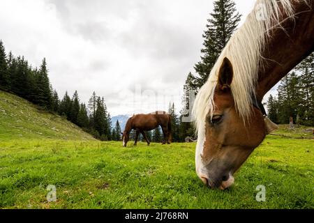 Un cheval Haflinger sur un pré naturel de montagne près de Mittenwald, sur le Rehbergalm photographié d'en dessous comme un portrait Banque D'Images