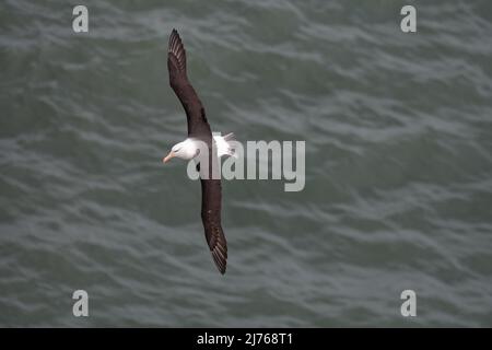 Albatros à sourcils noirs sur les falaises de bempton Banque D'Images