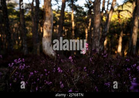 Heather Blossom dans le soir Forchet, la dernière forêt de montagne restante dans la vallée de l'auberge près d'Innsbruck / Tyrol Banque D'Images