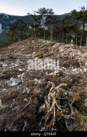 Le sol de la forêt défriché dans le lForchet, la dernière forêt de glissements de terrain restante dans la vallée de l'auberge, près d'Innsbruck / Tyrol. Au premier plan une racine en bois et le sol exposé à l'origine recouvert d'arbres. Banque D'Images