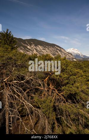 Vue sur le Forchet, la dernière forêt de montagne typique de la vallée de l'Inn, depuis le petit 'Mount Everest' en direction d'Innsbruck Banque D'Images