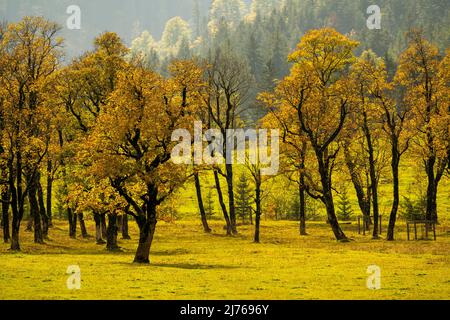 Érables d'automne au Großer Ahornboden, dans la vallée de l'Eng Banque D'Images