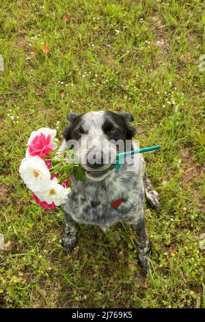 Chien à pois noir et blanc tenant un bouquet de roses roses et blanches dans sa bouche, dans une vue de haut en bas Banque D'Images