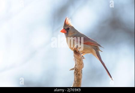 Belle femelle cardinal du Nord assise sur un membre d'arbre, rétro-éclairée par le soleil d'hiver; avec ses plumes de crête étendues Banque D'Images