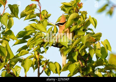 Belle aile de cèdre se cachant dans le feuillage d'un Apricot au soleil du printemps soir Banque D'Images