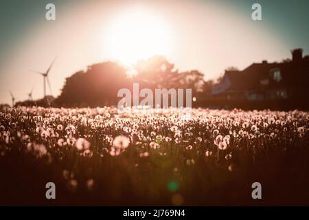 Un terrain de pissenlit / bliwballs à Grömitz au coucher du soleil, éoliennes en arrière-plan Banque D'Images