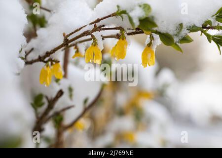 Fleurs de forsythia couvertes de neige. L'arrière-plan est flou. Banque D'Images