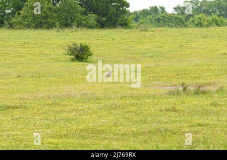 Coyote solitaire couché sur une colline au milieu des fleurs sauvages au printemps; observant le spectateur avec enthousiasme Banque D'Images