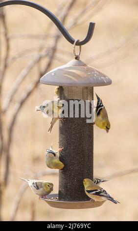 Plusieurs goldfinches américains partageant un filet d'alimentation lors d'une belle journée d'hiver Banque D'Images