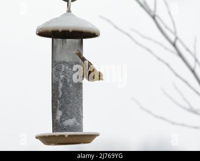 American Gold Finch accroché à un chargeur de filet recouvert de glace après la pluie verglaçante, essayant d'en extraire des graines Banque D'Images