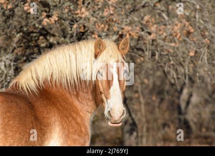 Beau cheval de brouette belge regardant le spectateur, tête-à-tête ; avec un arrière-plan d'automne ou d'hiver doux Banque D'Images