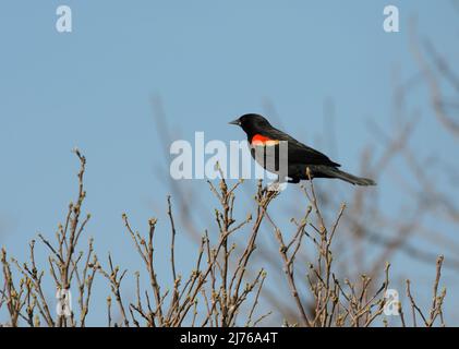 Le Blackbird à aigle rouge est perché au sommet d'une brousse très tôt au printemps, contre un ciel bleu ciel voilé Banque D'Images