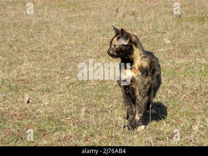 Magnifique chat tortoiseshell sur l'herbe de printemps tôt, regardant à gauche Banque D'Images