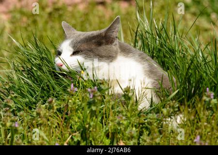Gros plan d'un chat à pois gris et blanc mangeant de l'herbe à l'extérieur sous un soleil éclatant Banque D'Images