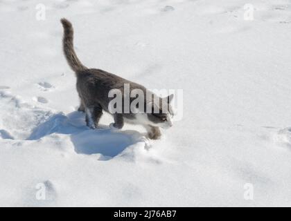 Chat à pois gris et blanc marchant dans la neige profonde au soleil éclatant Banque D'Images