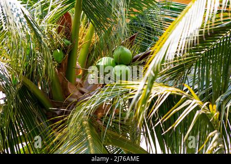Noix de coco à la noix de coco, (Cocos nucifera), complexe hôtelier Dusit Thani, Hua Hin, province de Prachuap Khiri Khan, Thaïlande, Golfe de Thaïlande, Asie Banque D'Images