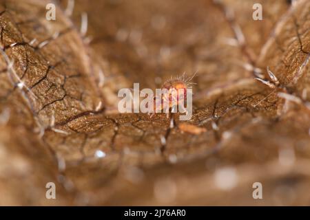 Le printemps coloré (Dicyrtomina ornata) sur les feuilles mortes Banque D'Images