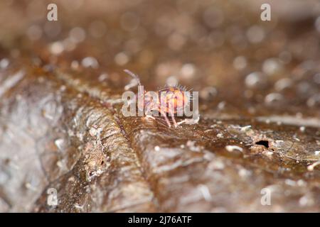 Le printemps coloré (Dicyrtomina ornata) sur les feuilles mortes Banque D'Images