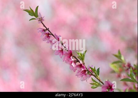 Fleurs d'amande rose (Prunus dulcis), Südliche Weinstraße, Palatinat, Allemagne, Rhénanie-Palatinat Banque D'Images