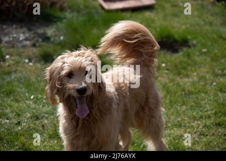 Un chien (Mini Goldendoodle) colle sa langue et son pantalon. Banque D'Images