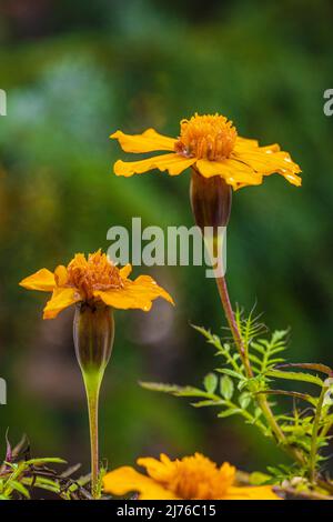 Marigot français (Tagetes patula hybride), fleur jaune vif - orange. Banque D'Images