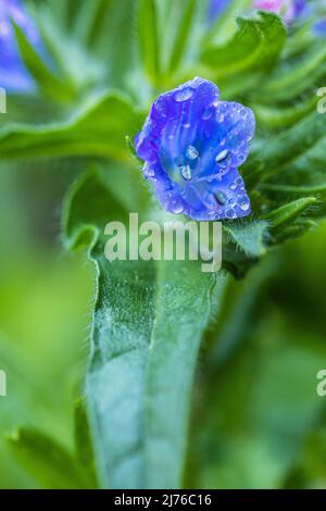 Bugloss de vipère commun (Echium vulgare) Banque D'Images