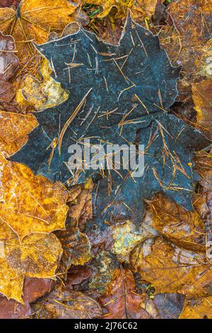 Forêt encore en vie, gros plan des feuilles d'automne sur le fond de la forêt, image d'arrière-plan Banque D'Images