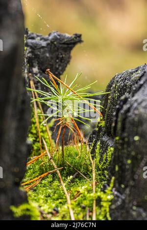 Gravier de forêt jeune, Pinus sylvestris, gros plan, bois charré et végétation fraîche. Banque D'Images