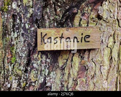 Tronc d'un châtaignier, Kastel-Staadt, Rhénanie-Palatinat, Allemagne Banque D'Images