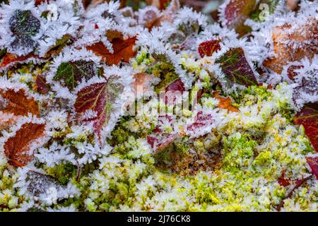 Hoarfrost, Kastel-Staadt, Vallée du Saar, Rhénanie-Palatinat, Allemagne Banque D'Images