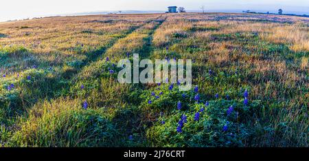 Sentier à travers Blue Bonnet a rempli Meadow, comté de Washington, Texas États-Unis Banque D'Images