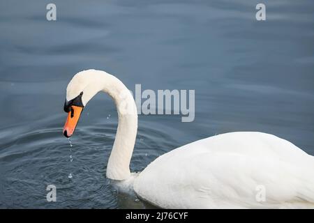 Un cygne muet nage dans l'eau Banque D'Images