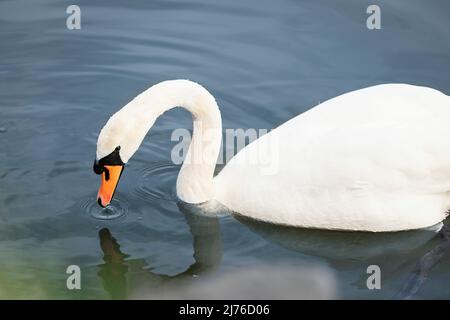 Un cygne muet nage dans l'eau Banque D'Images