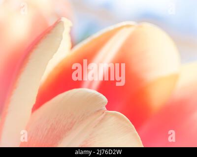Tulipe, fleur, photo macro Banque D'Images