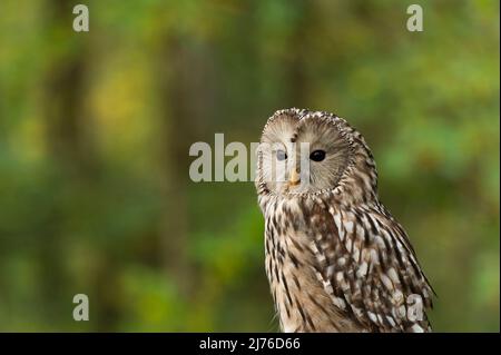 Oural Owl (Strix uralensis), captive, oiseau de proie Enclosure Bispingen, Lüneburg Heath, Allemagne, Basse-Saxe Banque D'Images